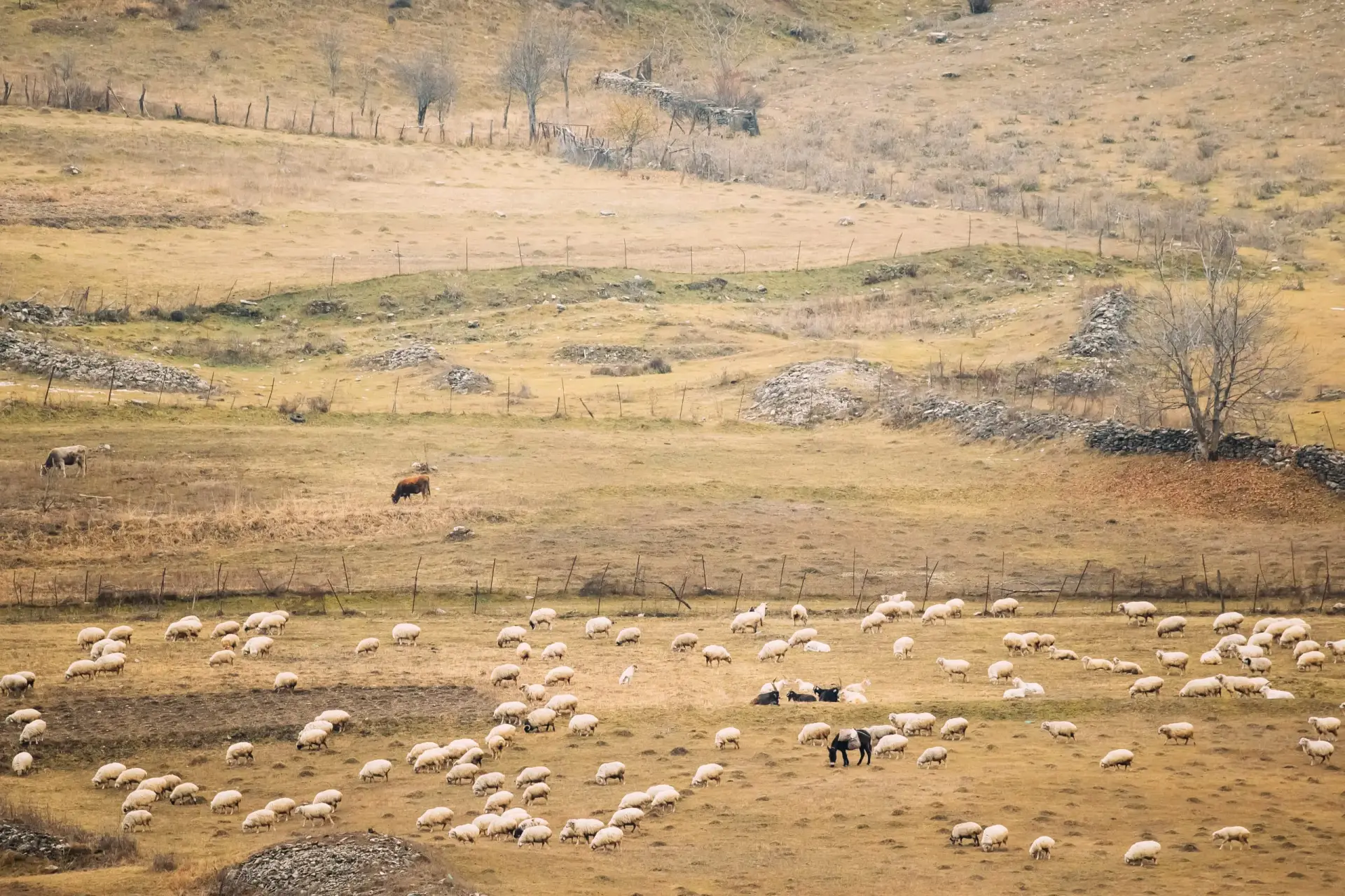 Flock of sheep in Kazbegi Caucasus mountains, rural Georgia landscape